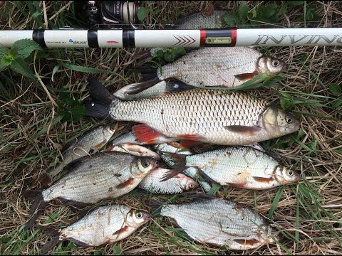 Видео: Ловля на пшеницу в проводку Голавль Плотва Густера