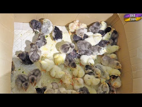 Видео: Мы в шоке от количества цыплят! Почти 100% вылуп! Вот это результат! Переводим цыплят в новый брудер