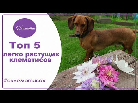 Видео: 🌺 Топ 5 легко растущих клематисов, лучшие сорта клематисов