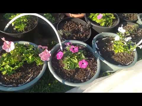 Видео: С днём рождения,Переславль🥰🥰🥰Снова заморозки 🤦‍♀️мои цветочки🌺построили новый сенник на улице🥰