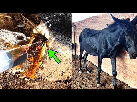 Видео: Спаси хромого осла с личинками и гноем в копытах!