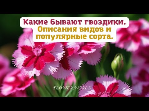 Видео: Какие бывают гвоздики, описания видов, популярные сорта.💐