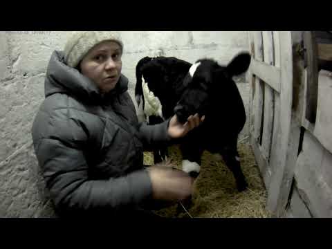 Видео: КАК КУПИТЬ ТЕЛЕНКА И НЕ ПРОГАДАТЬ!