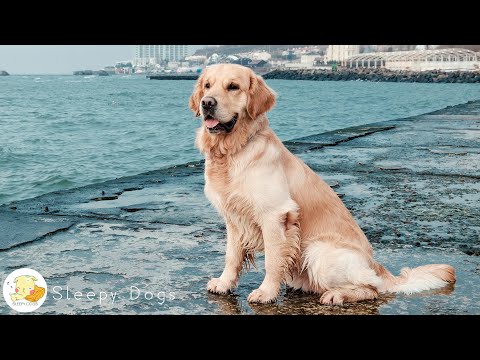 Видео: Музыка для психологической стабильности и релаксации щенков