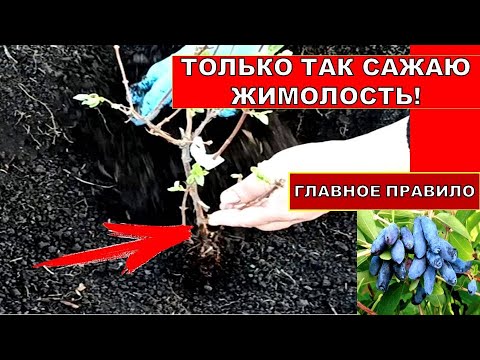 Видео: ТОЛЬКО ТАК САЖАЮ ЖИМОЛОСТЬ! ГЛАВНЫЕ ПРАВИЛА ПОСАДКИ САЖЕНЦЕВ ЖИМОЛОСТИ С ОТКРЫТОЙ КОРНЕВОЙ СИСТЕМОЙ.