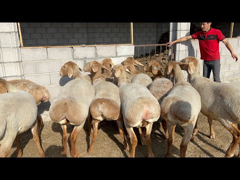 Видео: Мынааа Улук байке 100 баш токту сатыкка чыгарды