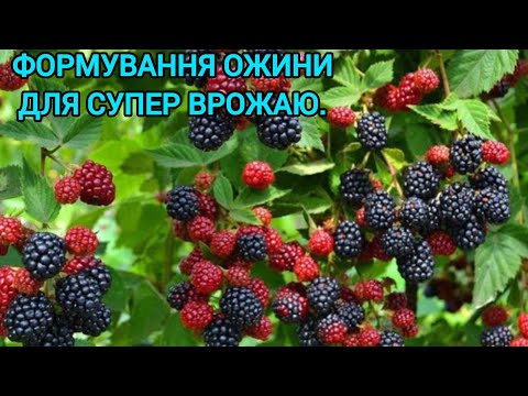 Видео: ОСІННЯ ПОСАДКА І ФОРМУВАННЯ ОЖИНИ ДЛЯ СУПЕР ВРОЖАЮ🫐#посадкаіформуванняожини#обрізкаожини#врожайожини