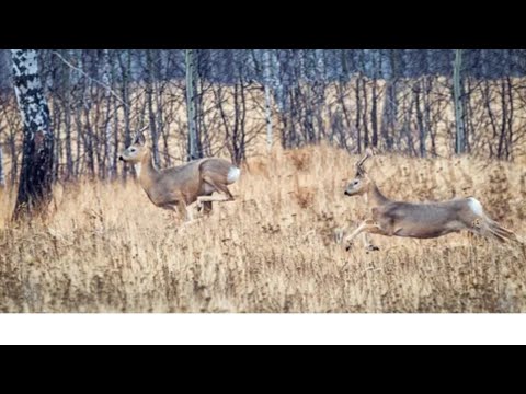 Видео: Охота с ПОДХОДА ПО ЧЕРНОТРОПУ. Добыл КОСУЛЮ! 