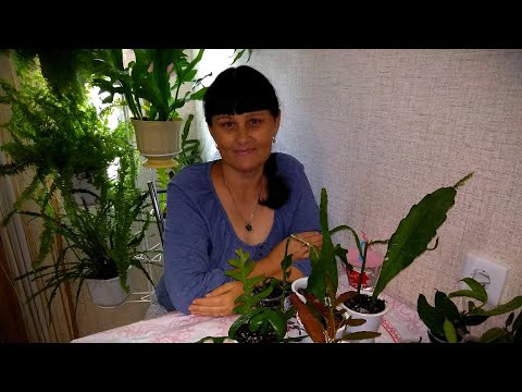 Видео: Мои комнатные растения // Укореняем хойи и Эпифиллумы