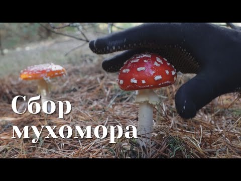 Видео: Сбор мухомора сезон 2022