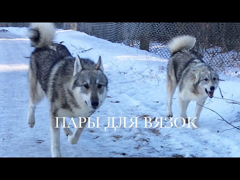 Видео: Немного о кровях и как подобрать пару для вязок•часть 1