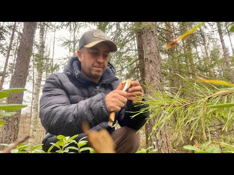 Видео: Грибы ещё есть! Тихая охота в ноябре! Грибы 2025