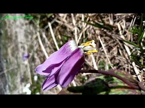 Видео: Гусак Стёпа и Белый, кто будет вожаком? Наша кисуля. Мы в лесу.