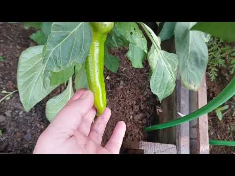 Видео: Участок на Урале. 25 июня 2025г. 2 ЧАСТЬ.