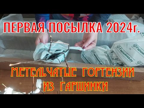 Видео: ГОРТЕНЗИИ ИЗ ГАРШИНКИ. ПЕРВАЯ ПОСЫЛКА 2024 г.