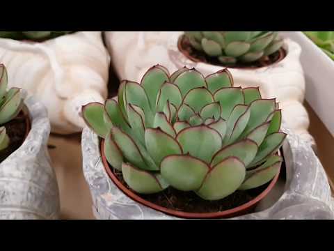 Видео: Алое, гастерии, хавортии, рипзалис, эчиверии, пахифитум