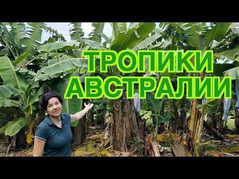 Видео: ДИКАЯ АВСТРАЛИЯ // ТРОПИЧЕСКИЙ ЛЕС // КВИНСЛЕНД // АВСТРАЛИЯ