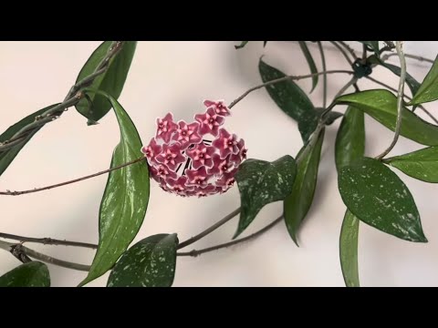 Видео: Как хойи встречают весну. Новые побеги , новые листья на хойях и тля ..все 28 хой перезимовали! ❤️😁