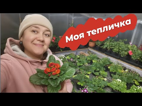 Видео: Обзор теплицы Декабрь 2021 года | Пересаживаю пеларгонию