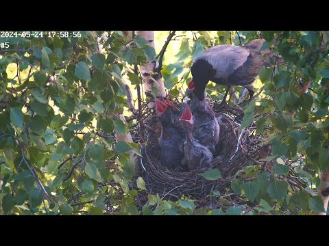 Видео: Уютное гнездо ворон 05.30  часть 2 🐣🐣🐣🐣🐣