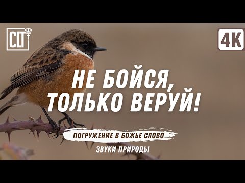 Видео: Не бойся, только веруй! | Библейские стихи о вере под звуки природы | Relaxing