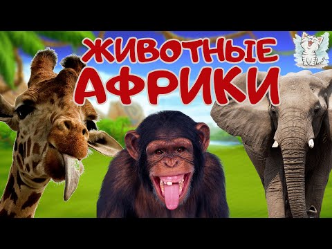 Видео: Животные Африки. Развивающее видео о животных для детей