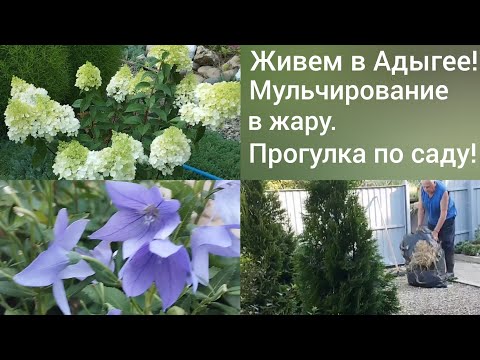 Видео: Сибиряки в Адыгее/Мульча для юга/Прогулка по нашему саду 15 июля/