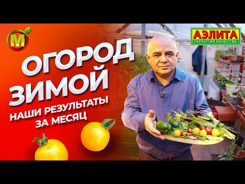 Видео: ЗИМНИЙ ОГОРОД в теплице: ЧТО у нас получилось за МЕСЯЦ?