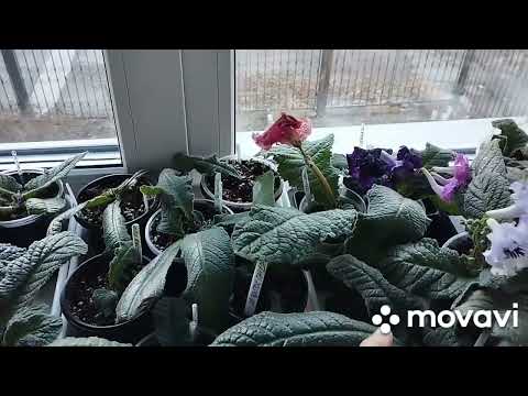 Видео: О стрептокарпусах -  о выращивании, о пересадке, о поливе...! √1 часть....!