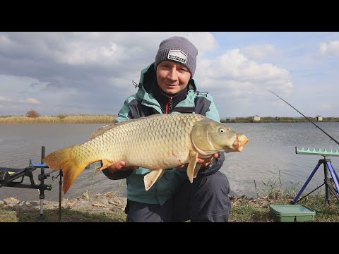 Видео: Выезд на сазана он тут есть, флэт фидерная рыбалка