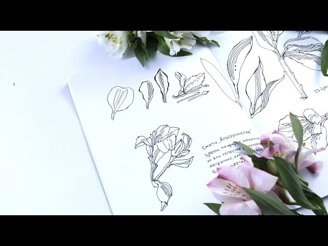 Видео: Как нарисовать ЛИЛИЮ альстромерию: урок скетчинга, поэтапно