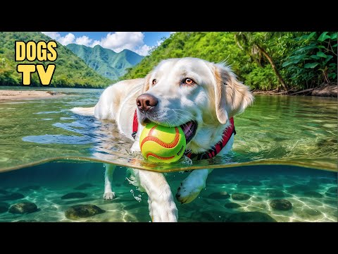 Видео: 🔴 ТВ для собак: лучшее веселое и развлекательное ТВ для собак — помогите своим собакам расслабить...