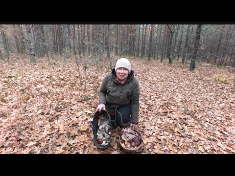 Видео: Спочатку брали гливи, потім всі інші гриби.🙂