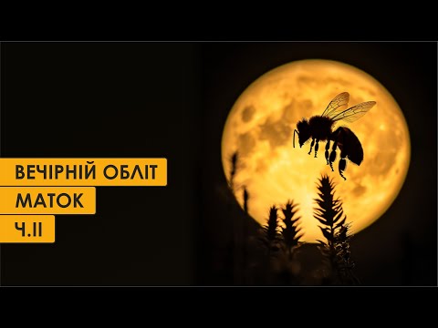 Видео: Вечірній обліт маток. Частина ІІ