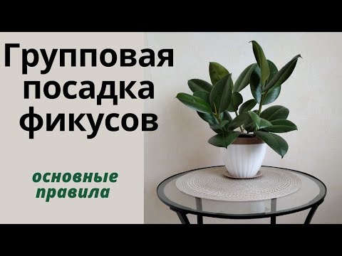 Видео: Какие черенки готовы к посадке в грунт? МОЖНО ли сажать несколько фикусов в один горшок?