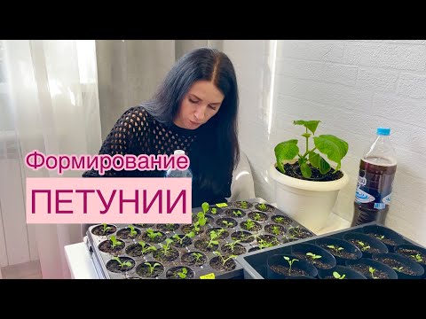 Видео: Первая ПРИЩИПКА петунии! Уже пора!