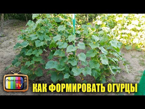 Видео: КАК ПРАВИЛЬНО ФОРМИРОВАТЬ ОГУРЦЫ В ОТКРЫТОМ ГРУНТЕ ДЛЯ БОЛЬШОГО УРОЖАЯ