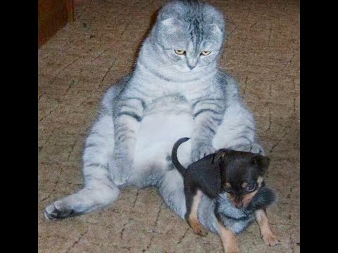 Видео: 😺 Отцепись, дурачёк! 🐶 Смешное видео с собаками, кошками и котятами! 🐱