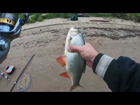 Видео: 🔥ЖИВЫЕ ЭМОЦИИ🔥 НОЧНОЙ СУДАК НА ФИДЕР. СЕВЕРНАЯ ДВИНА.