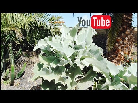Видео: Прогулка по парку города Лас Пальмас. Гран Канария.