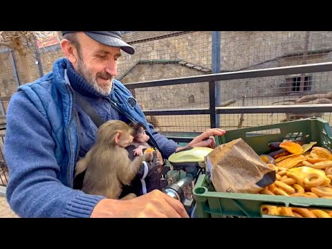 Видео: Такое МИЛОЕ ВИДЕО! Влад, Люся и Степашка приехали кормить семью гамадрил!