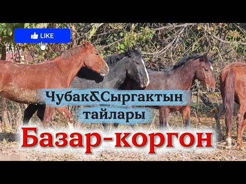 Видео: Чувак&Сыргактын тайлары