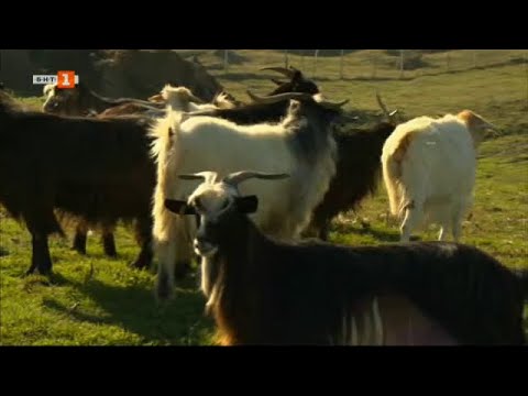 Видео: Бразди - 13.03.2021 по БНТ