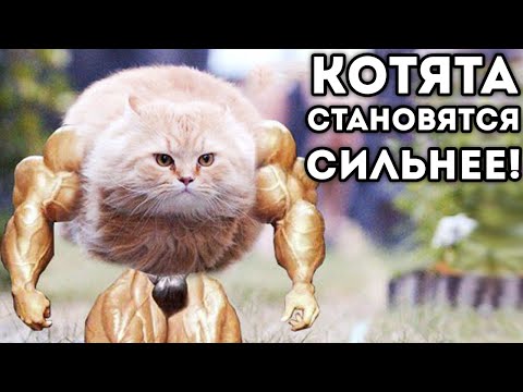 Видео: КОТЯТА СТАНОВЯТСЯ СИЛЬНЕЕ!