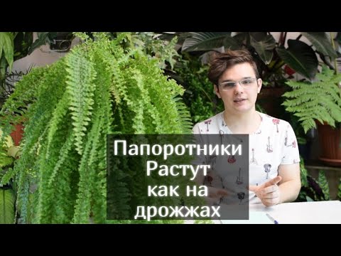 Видео: Как вырастить Папоротник Часть 1 ? ЗАКРЫТАЯ СИСТЕМА/Какие сорта в моей коллекции