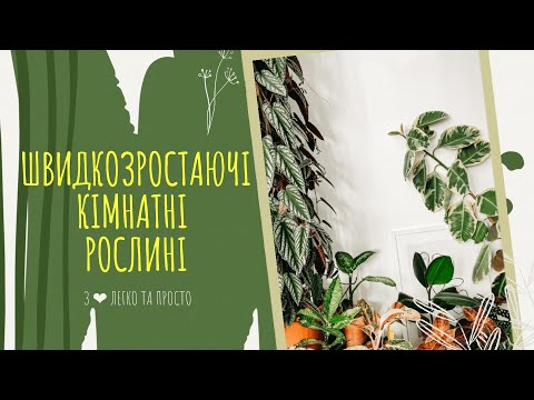 Видео: ШВИДКОЗРОСТАЮЧІ кімнатні рослини 🍂🌱🌿🌸