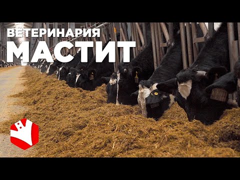 Видео: Мастит у коровы | Болезни коров | Животноводство