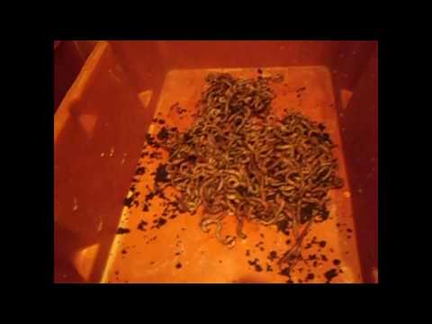 Видео: Плотность червя в ящике/Разведение червя дендробена