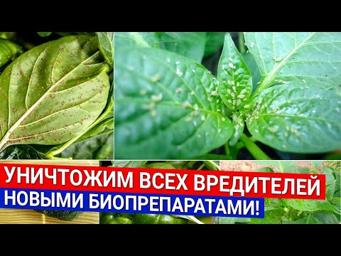 Видео: Уничтожим всех вредителей - новыми биопрепаратами!