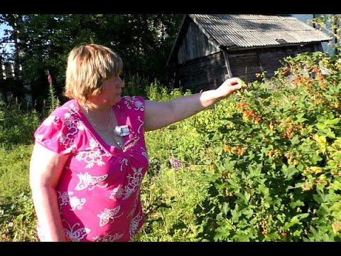 Видео: Пришла собирать первый урожай, а здесь...